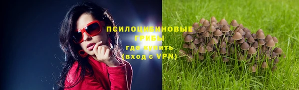 прущие грибы Медвежьегорск